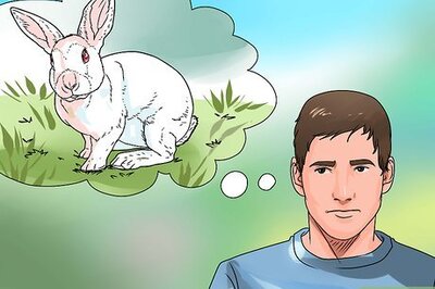 How to Care for an Outdoor Rabbit