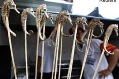 Beijing menu: scorpion fry, seahorse kebab