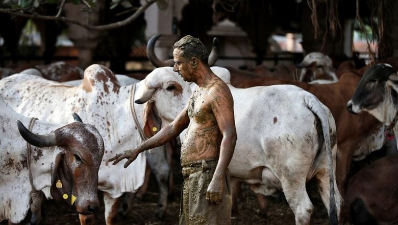 Padma Shri German Woman Running Cow Shelter in UP Alleges Extortion, Threat to Life