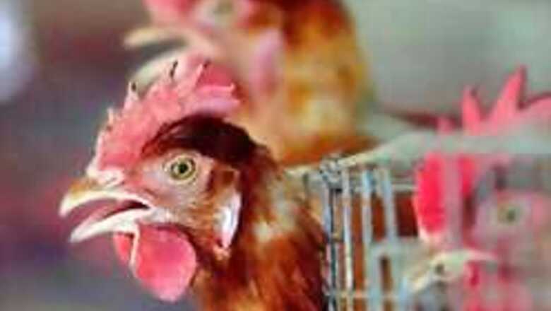 Local bird flu vaccine almost ready