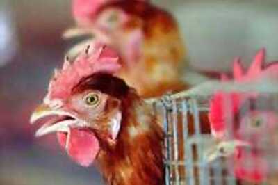 Local bird flu vaccine almost ready
