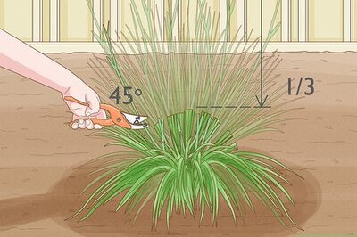 How to Prune Kangaroo Paws