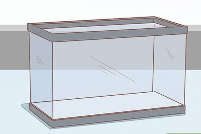 How to Take Care of Baby Water Turtles