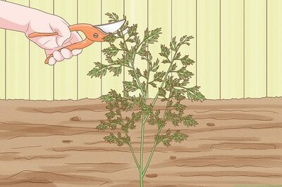How to Prune Dill