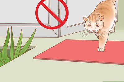 How to Keep Cats Safe on Halloween