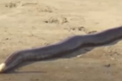 This Video Of 15-Foot-Long Snake At Kaziranga National Park Is Spooky
