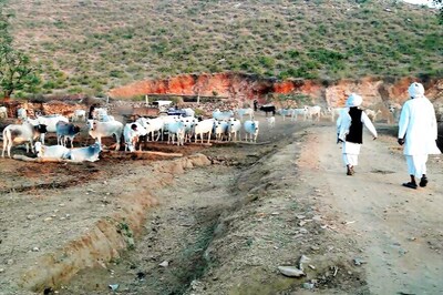 SUNDAY FEATURE | Meet the Meo Muslims Caught in Middle and Muddle of Cow Politics