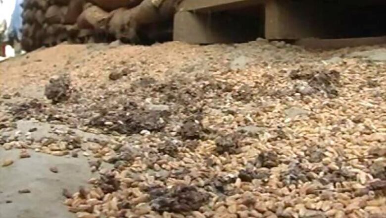 Wheat worth Rs 3.5 cr damaged in rain in Vadodara