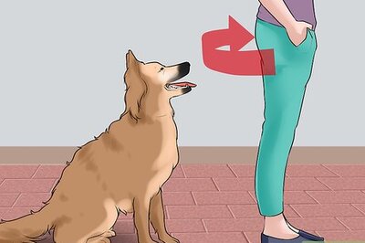 How to Discourage Your Host's Obnoxious Dog