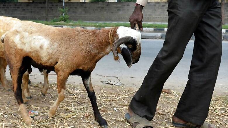 Uttarakhand HC Bans Slaughter in the Open During Bakr-Eid, Animal Sacrifice in Hindu Temples