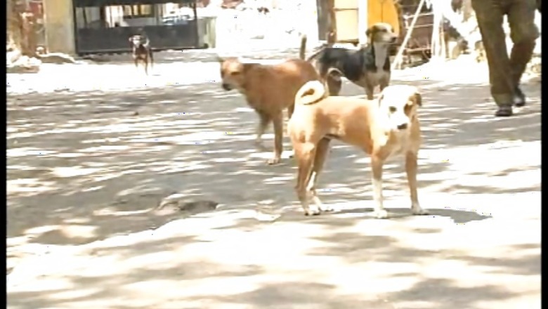 Stray dogs defiling PMs Swachh Bharat Abhiyan, remove them: HC told