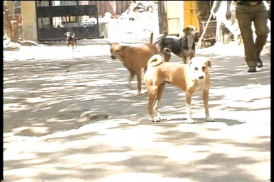 Stray dogs defiling PMs Swachh Bharat Abhiyan, remove them: HC told