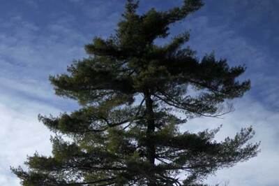 World's largest genome in slow-growing plant