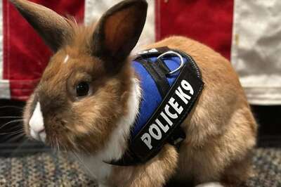 Percy Is No Ordinary Bunny, He Is California Police’s Wellness Officer