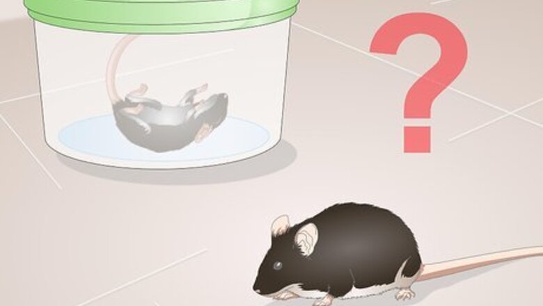 How to Feed a Corn Snake