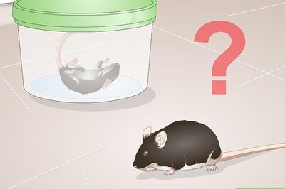 How to Feed a Corn Snake