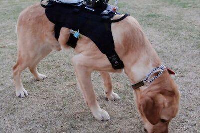 ITBP's canine squad to secure India-Africa Forum Summit