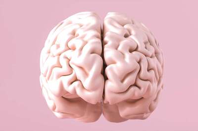 Hormone In Brain Senses Isolation And Drives Contact-Seeking Behaviour: Study