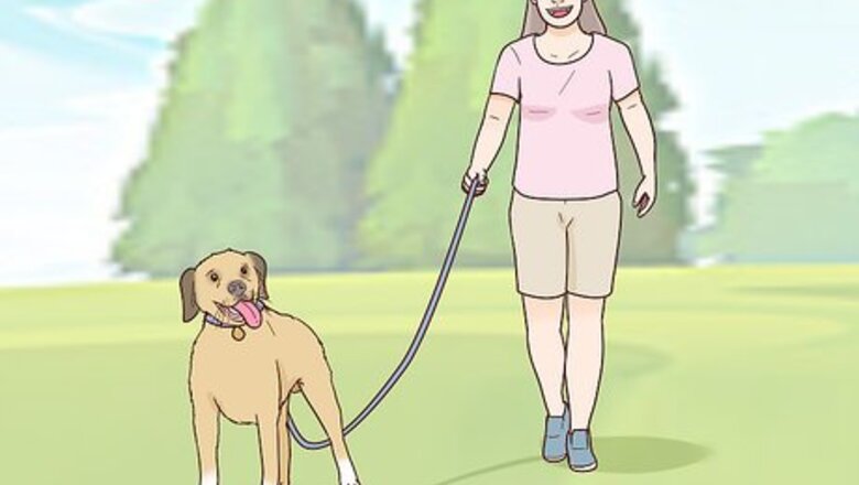 How to Calm an Aggressive Dog