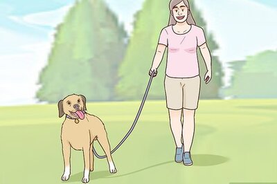 How to Calm an Aggressive Dog