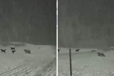 This Video Of Bear Enjoying Snowfall In Sonamarg Will Make Your Day