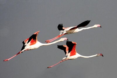 While We are Fighting the Pandemic, Let us Not Forget the Endangered