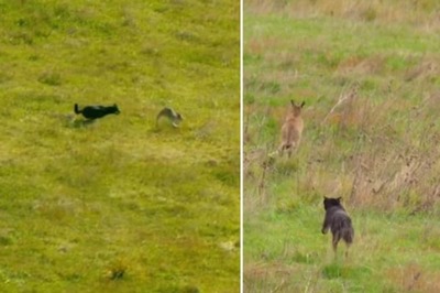 Baby Kangaroo Falls Out Of Mother’s Pouch As Wild Dog Chases Her; Know What Happened Next