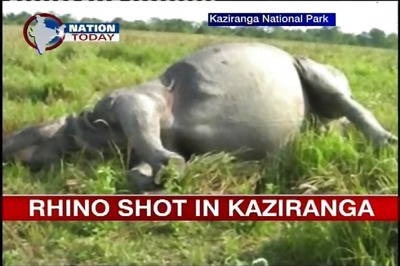 Assam: Poachers kill rhino at Kaziranga National Park