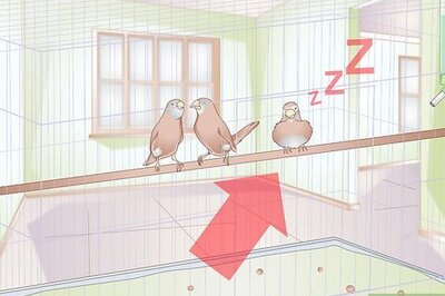 How to Spot a Sick Finch