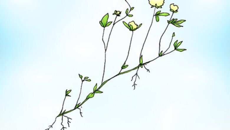 How to Remove White Clover from a Lawn