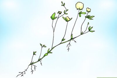 How to Remove White Clover from a Lawn