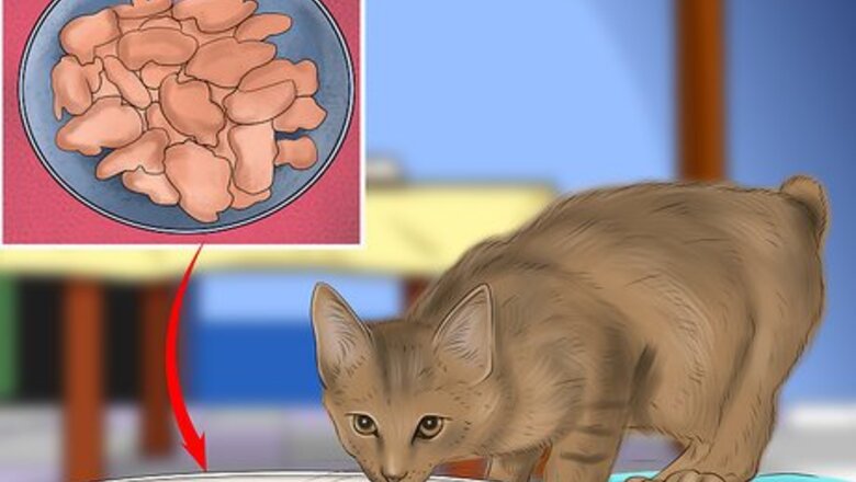 How to Care for a Pixiebob Cat