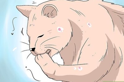 How to Deal with Hair Loss in Cats