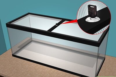 How to Care for a Tarantula