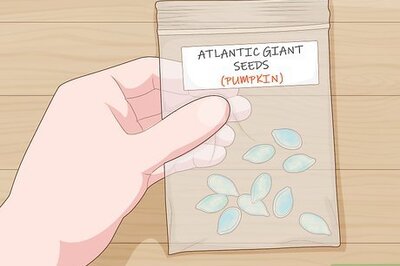How to Grow Giant Vegetables