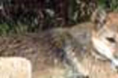 US couple killed in dog attack: report