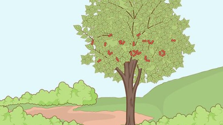 How to Plant Cherry Seeds