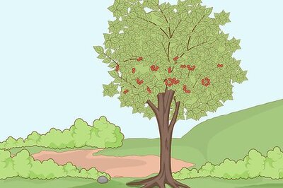 How to Plant Cherry Seeds