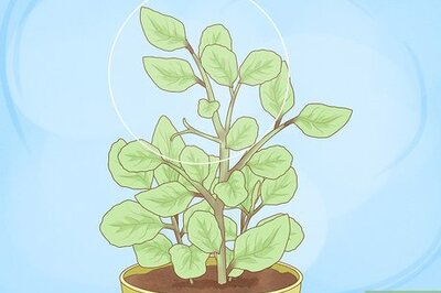 How to Grow Basil Cuttings (Quick and Budget-Friendly Steps to Start Your Herb Garden)