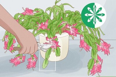 How to Propagate Christmas Cactus