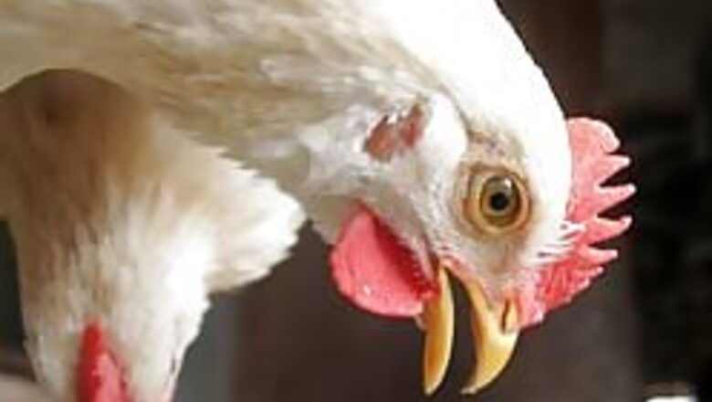 China missed 2003 human bird flu case