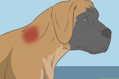 How to Treat Neck Pain in Dogs