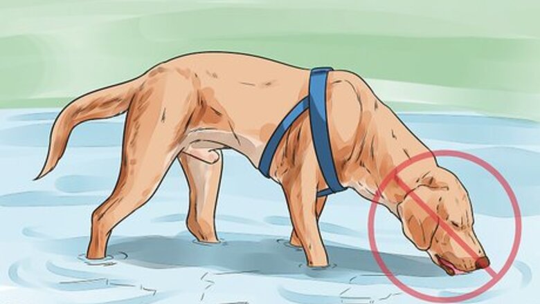 How to Protect Your Dog Around Natural Water Sources