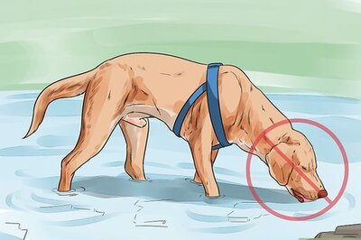 How to Protect Your Dog Around Natural Water Sources