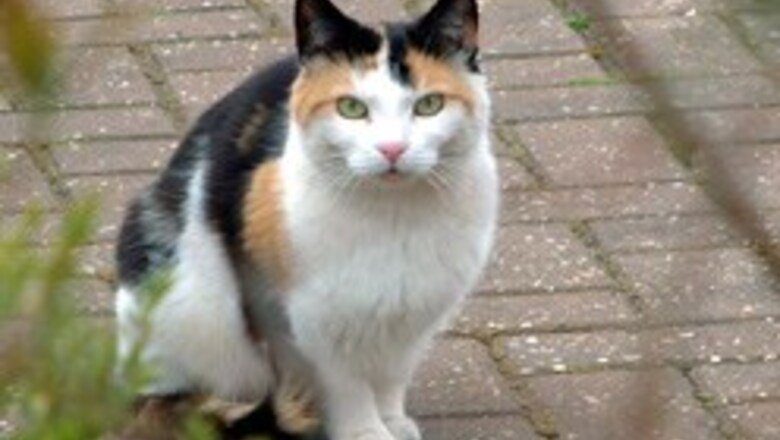 Cats may be eczema risk for new borns