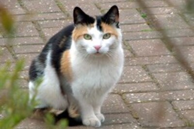 Cats may be eczema risk for new borns