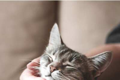 Cats Dominate Google Trends in 2022. Check Most Searched Pets