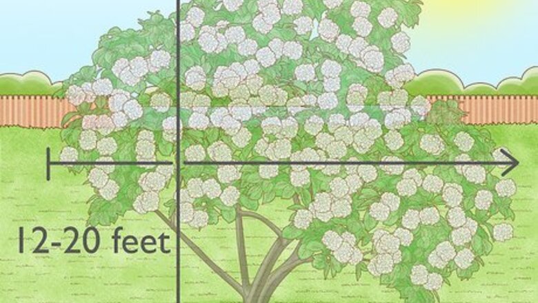 How to Grow Snowball Trees
