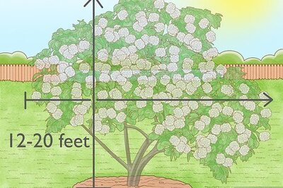 How to Grow Snowball Trees