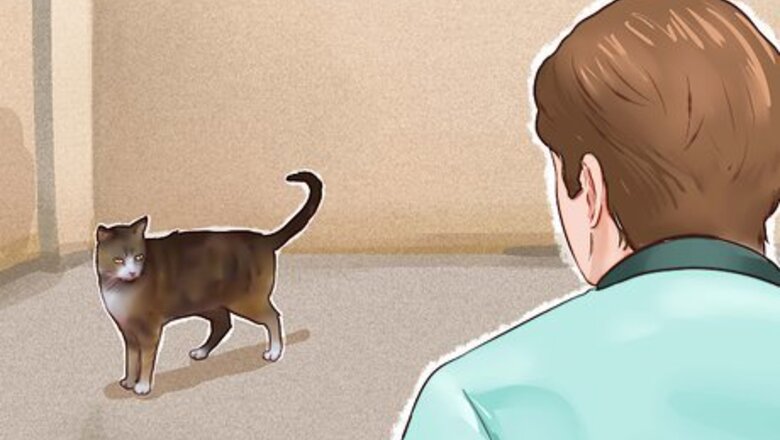 How to Tame a Cat